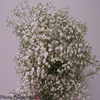 gypsophila flower bouquet 